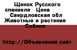 Щенок Русского спаниеля › Цена ­ 5 000 - Свердловская обл. Животные и растения » Собаки   